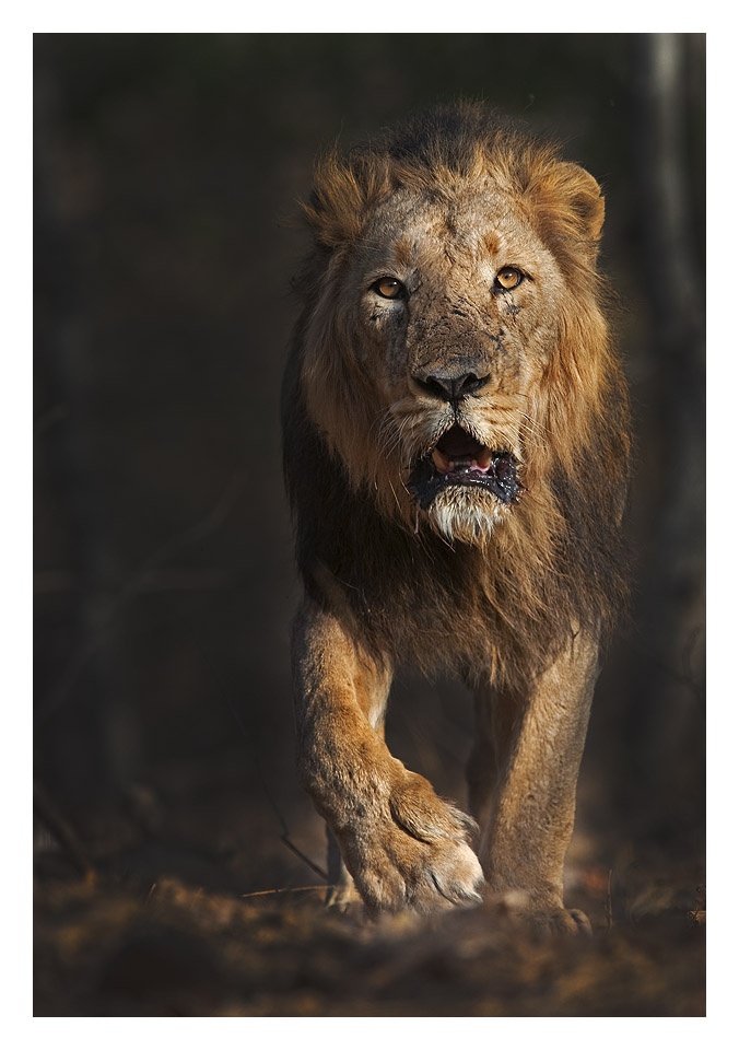 Sasan Gir